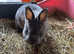 Pretty Netherland dwarf female looking for 5* home.