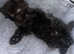 Lovely fluffy kitten male is looking for new home