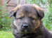 Stunning German Shepherdx Collie Puppies looking for fur-ever homes!!