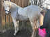 14.2hh well bred Connemara , school master