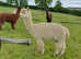 Mature, experienced breeding females for sale from £300 - £750 + VAT each