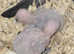 Cuddly baby african greys