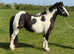 13.1 cob mare.