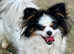 Beautiful loving girl needs new Human