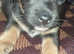 Tiny  Shihtzu cross chihuahuas puppies 3 boys left (ready to leave)