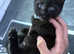 Lovely boy kitten