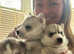Siberian huskies husky full pedigree