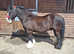 13.2hh cob gelding 11 years old