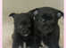 Pomchi puppies