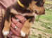 Kelpie x collie puppies