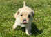 Beautiful Shihpoos for sale