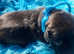 NEAPOLITAN MASTIFF x CANE CORSO puppies