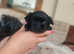 4 Imperial shih Tzu's
