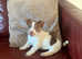Brown & White 11wk old girl Jack Russell