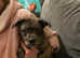 Chorkie x Pug Pups In Need Of A New Home