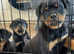 Chunky rottweiler puppies