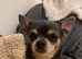 Adult Chihuahua blue and tan boy