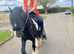 Cob 13hh 5 years old gelding