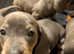 Daschund puppies