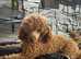 Red toy poodle for stud only