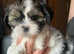 FULL BREED SHIH TZU PUPS (ONLY 4 AVAILABLE)