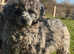 **One Boy & Girl Left** FULL VAX & CHIPPED
