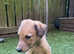 Bedlington whippet