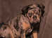 Merle old English bulldog