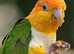 Baby yellow head Caique Glasgow