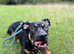 7 month old Staffy x Belgian malinois