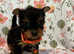 5 generation champion pedigree miniature pups