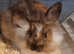 Female Bunny