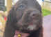 2 beautiful cocker spaniel pups looking for there forever home