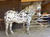 Appaloosa spotted horse gelding 4yrs