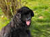 Kc reg 5 month female Newfoundland