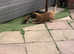 Border terrier puppies
