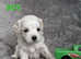 MALTESE PUPPIES