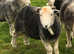 Herdwick ram lambs for sale