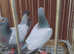 RARE BARLESS BLUE RACING PIGEONS