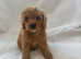 Two very cute boys F1 cavapoo ready  to go