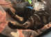 3 kittens available
