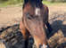 Family 3 year old pony