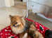 Beautiful colored Pomeranians