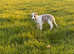 Outstanding whippets READY NOW
