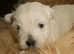 Westie puppies