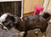 Pug x boston terrier