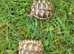 Spur-thighed tortoises