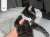 Black little kittens and two adults