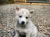 F2 pomsky puppies
