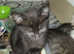 KITTEN LITTER NOW READY FOR NEW LOVING HOMES